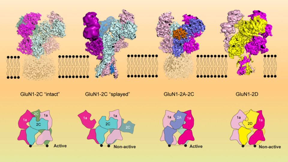 Three-dimensional renderings of the brain receptors GluN1-2C, GluN1-2A-2C and GluN1-2D.