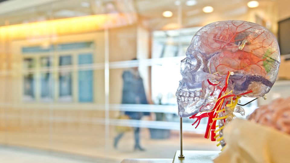 An anatomy model of a human skull. The skull is transparent, so the brain and blood vessels can be seen.