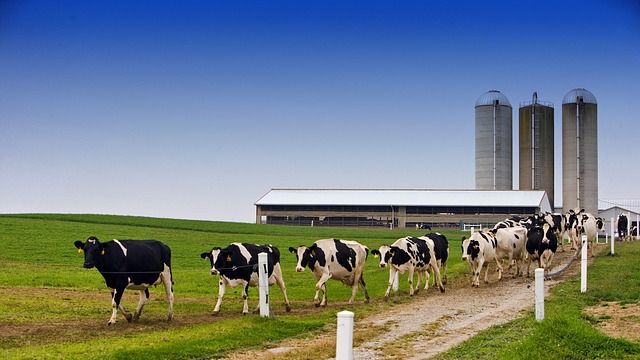 Line of dairy cows walking away from the milking parlor. 