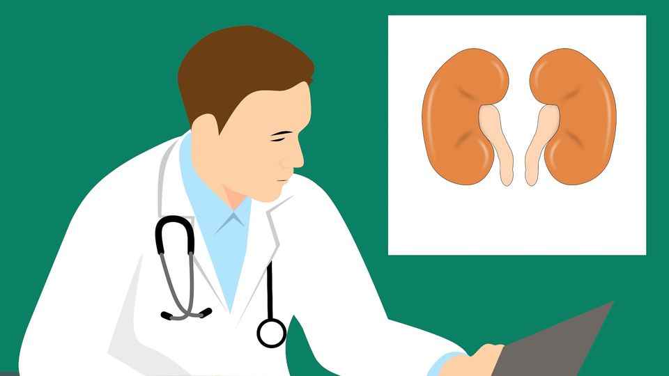 Cartoon of a male doctor looking at a laptop with a picture of human kidneys in the background.