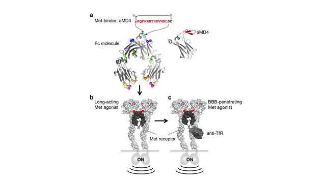 A molceular binding pattern is shown.  