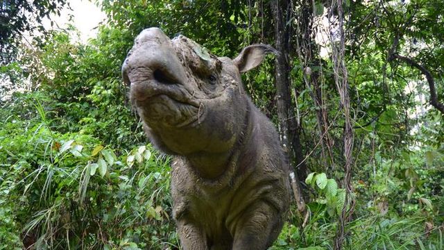 Induced Pluripotent Stem Cells Generated From Sumatran Rhino Skin Cells Induced Pluripotent Stem Cells Generated From Sumatran Rhino Skin Cells