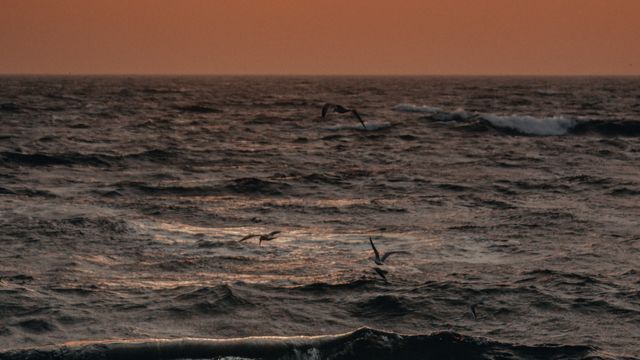 Environmental Dna Left Behind By Ocean Animals Can Measure Marine