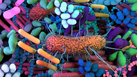 A collection of bacteria of different shapes and sizes.