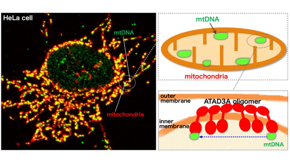 An image showing the localization of the mitochondria and mtDNA.