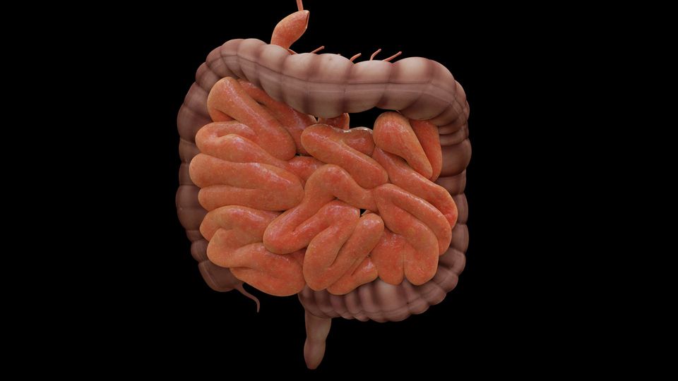 Human small and large intestines.