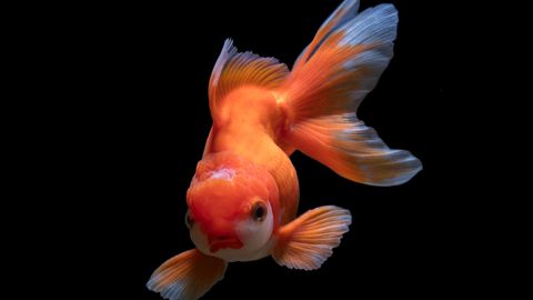 An image of a fish against a black background.