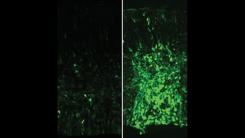 Fluorescence studies measuring the expression of gene enhancer proteins from 6 million years ago versus today.