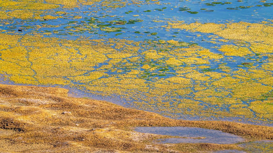 Algal bloom on a lake.