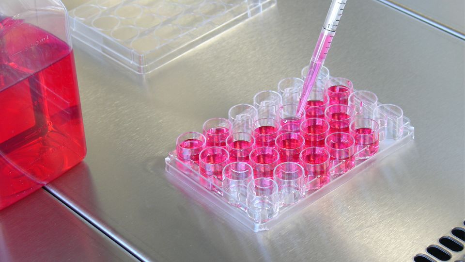 A pipette dispenses cell culture media into a microwell plate.