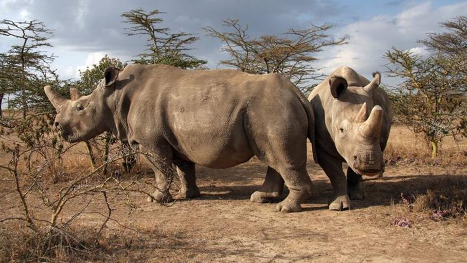 The last two surviving females live in the Ol Pejeta Conservancy in Kenya.