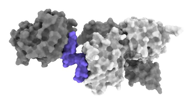 A 3D image showing how an insulin mimicking molecule (purple) interacts with part of the insulin receptor (grey) to turn in on. 