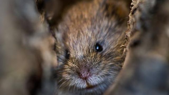 Why Do People Contract Rodent-Borne Infections? - Vimarsana News