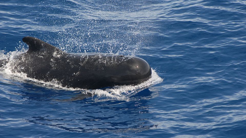 A pilot whale breaching the surface of the water and making some spray.