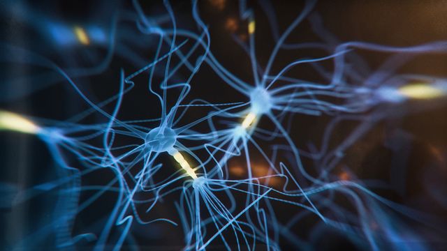 Synapses in the brain 