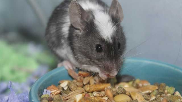 A mouse at a bowl of food. 