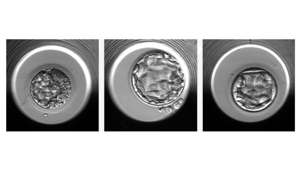 Three examples of embryos evaluated by the STORK-A algorithm.