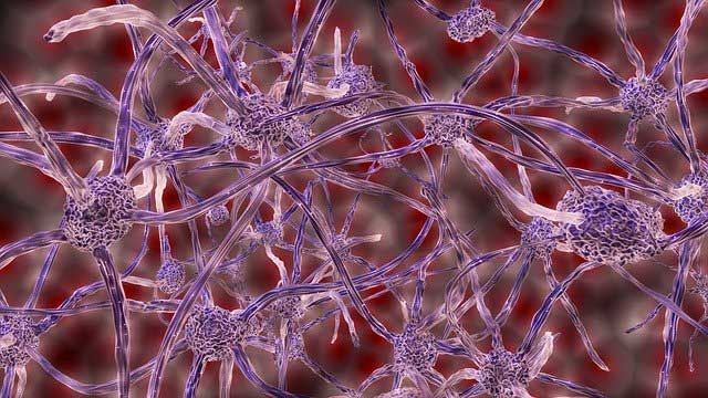 A web of neurons.