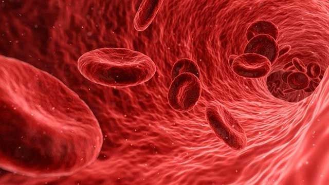 Red blood cells in a blood vessel. 