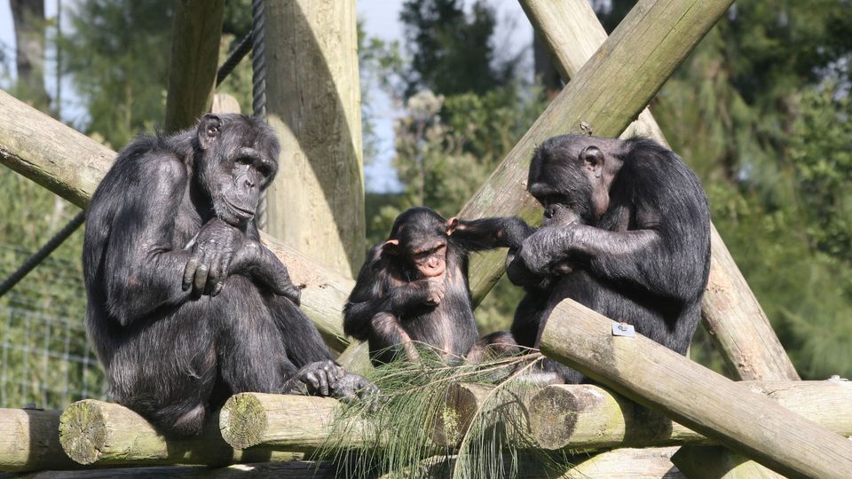 Three apes sitting together.