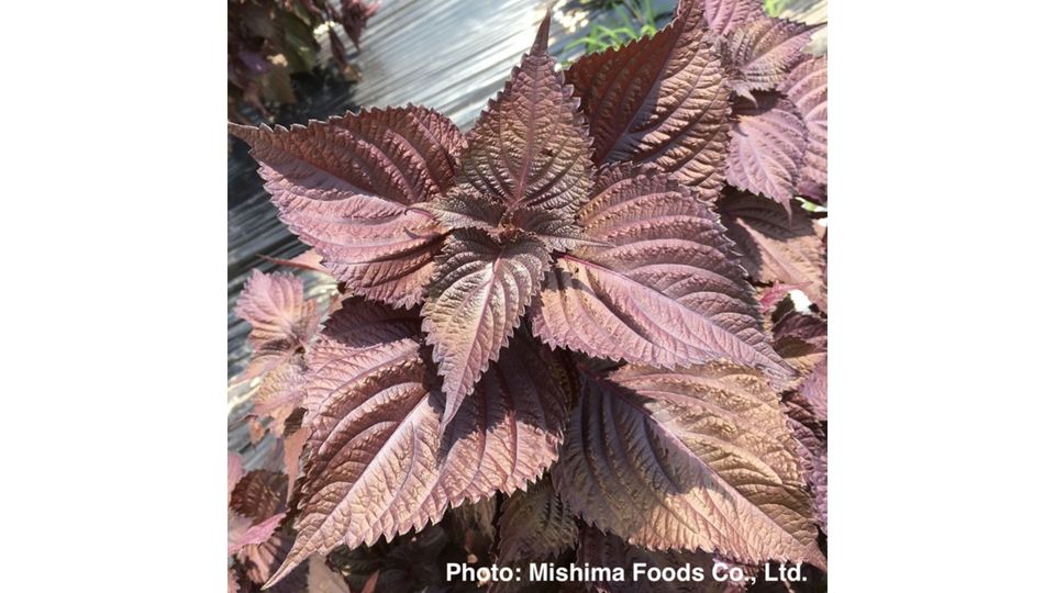 The red perilla plant.