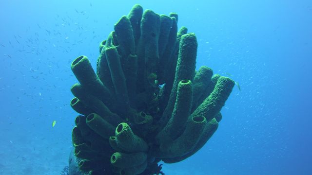 A green, tubular sponge in the ocean. 