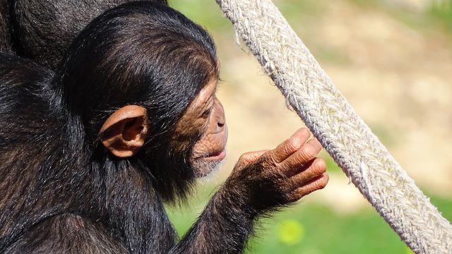 A young chimp.