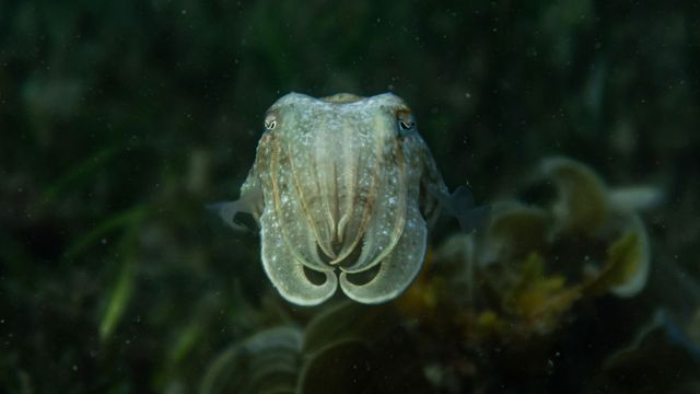 A pale gray-green cuttlefish against a darker green background.