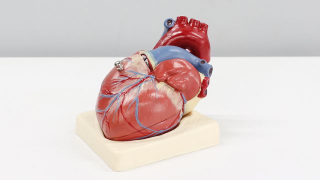 A plastic model of a human heart sits on a plastic base. 