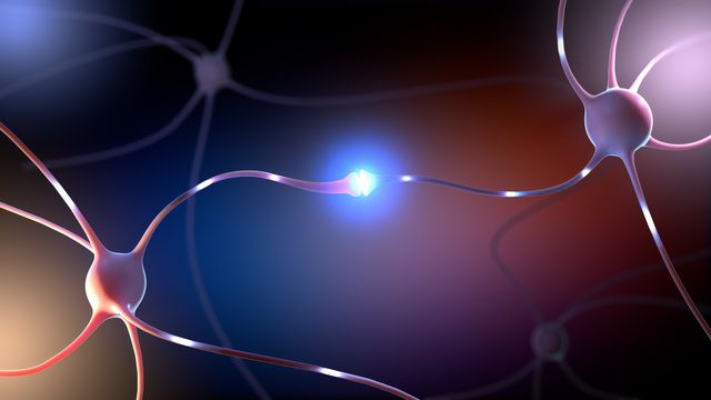 Two neurons making a connection.