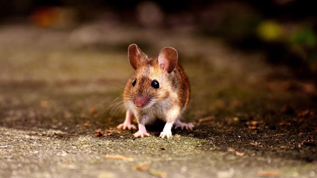 A small brown mouse stands outside in the sunlight. 