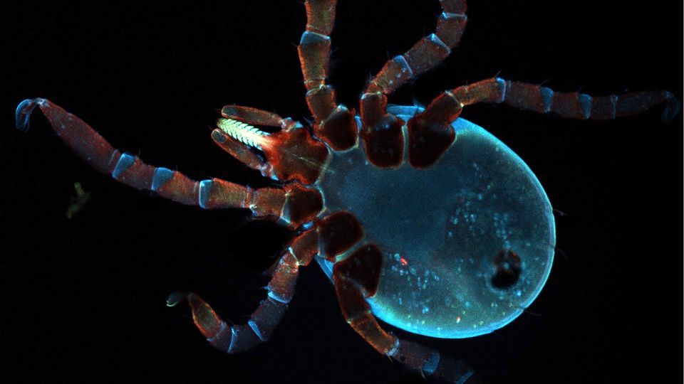 A black legged tick larvae imaged with fluorescent dye.