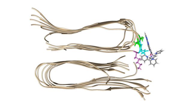 A fluorescent dye molecule binds to a second binding site on the amyloid-beta protein fibril. 