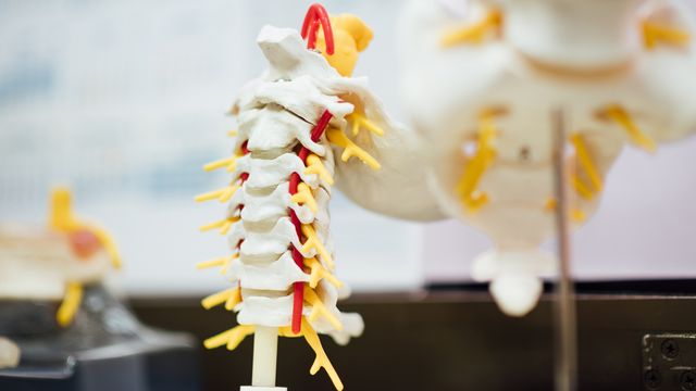 A model spinal cord