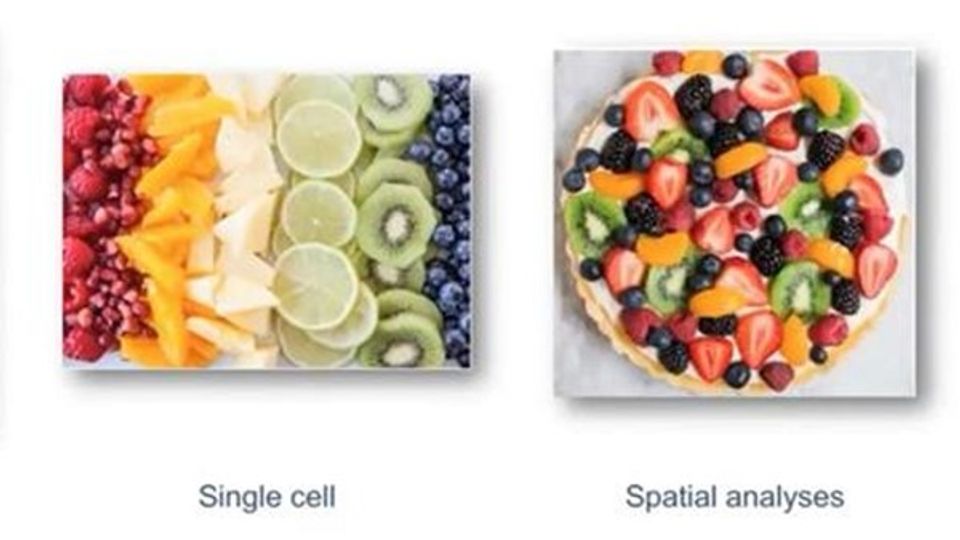 Generating Highly Multiplexed Immunofluorescence Data and Bridging the Gap Between Research and Conventional Clinical Pathology content piece image
