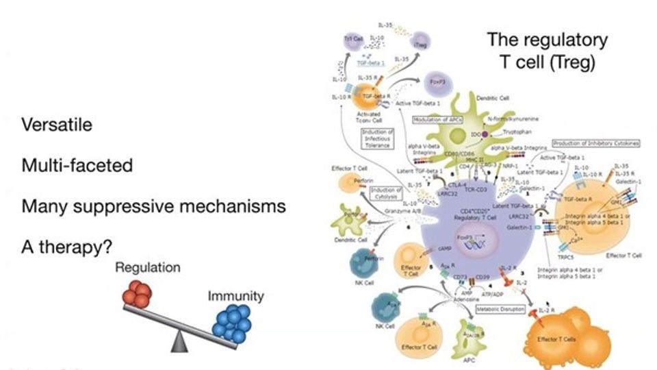 Engineering Human Regulatory T Cells to Protect Human Pancreatic Islets from Immune Attack in Type 1 Diabetes content piece image
