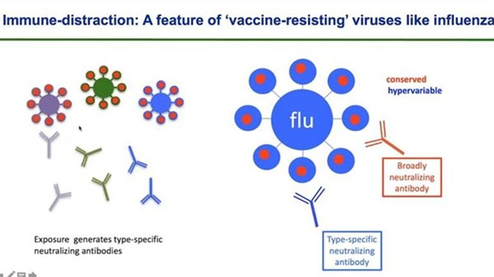 Gene Encoded B Cell Recognition of Viruses content piece image