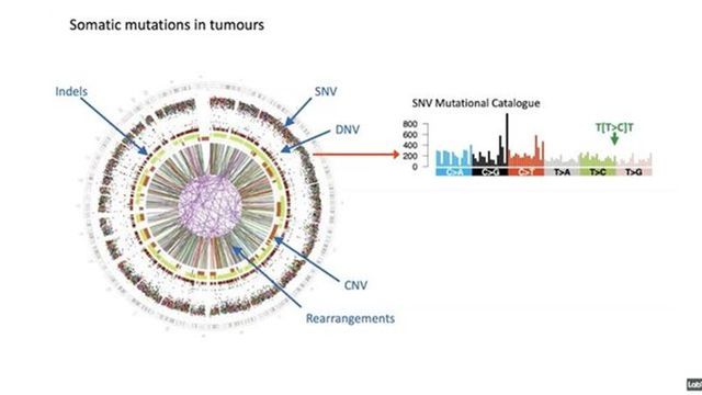 Mutational Signature Discovering and Categorizing Mutational Signatures From Cancer Whole ...