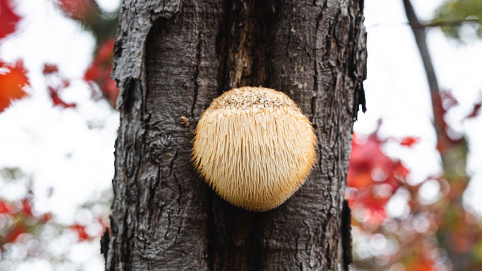 A lion's mane mushroom on a tree.