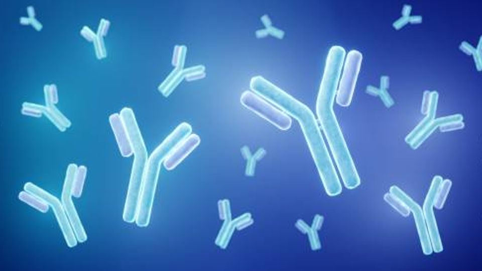 An All-in-One Solution for Antibody Validation content piece image
