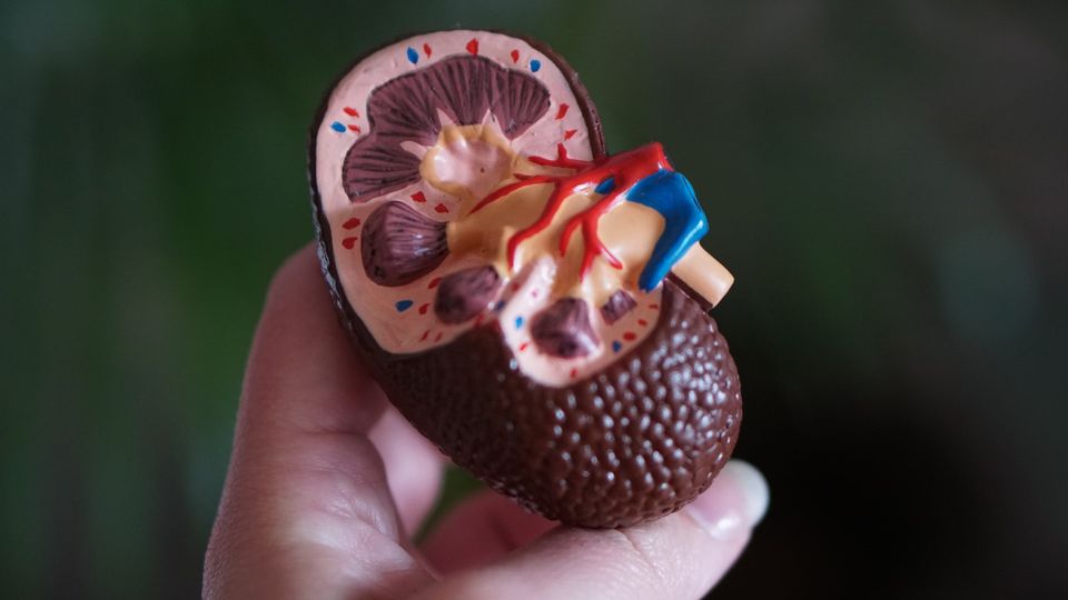 A plastic model of a kidney in a hand.