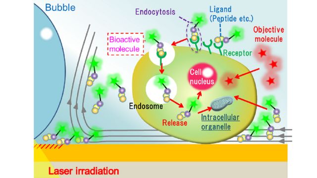 A conceptual image of how the new light-activated drug delivery system works. 