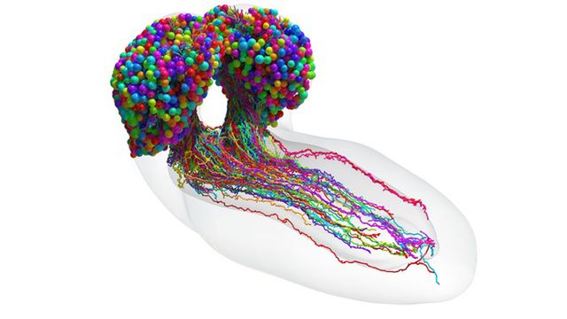 The complete set of neurons in an insect brain. 