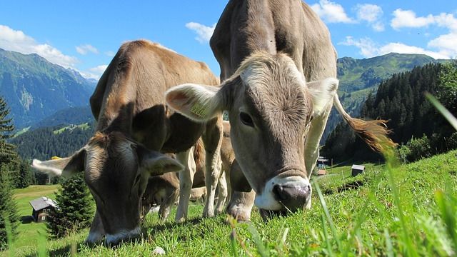 Two cows grazing grass with hills in the background. 