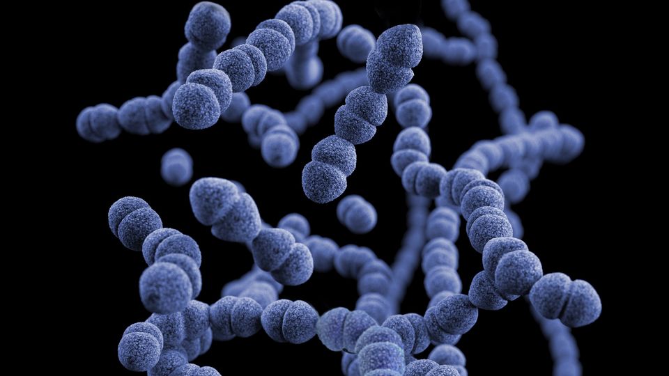 3D computer-generated image of a group of Streptococcus pneumoniae bacteria, based upon scanning electron microscopic (SEM) imagery.