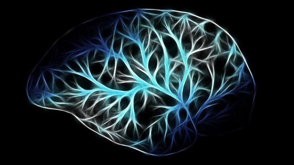 An outline of a brain, filled with blue branch shapes.