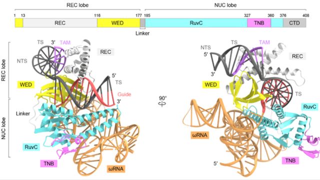 3D Structure of a Key Protein for Genome Editing Revealed | Technology ...