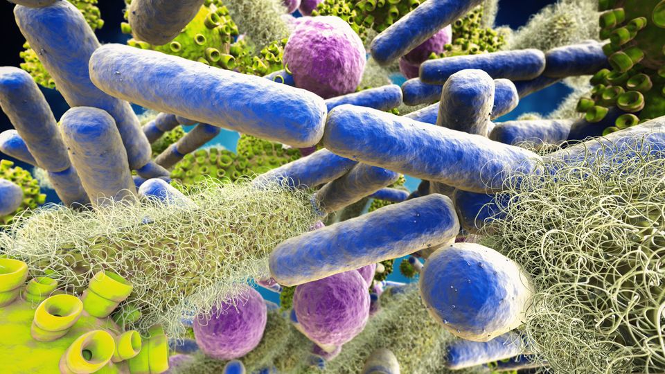 Microbes