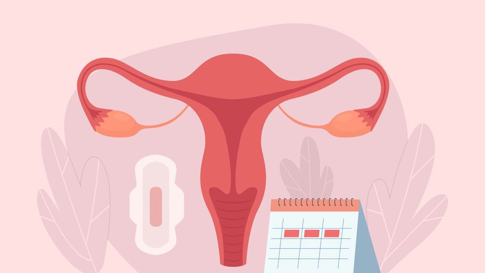 A graphic depicting the menstrual cycle. 
