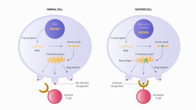A schematic diagram depicting self antigen production in a normal cell (left) versus neoantigen production as a result of DNA mutations in a mutated cell (right). 